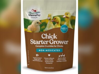 What is the Best Food for Baby Chicks